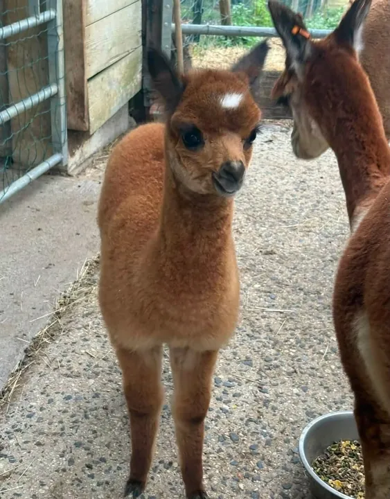 Young brown alpaca