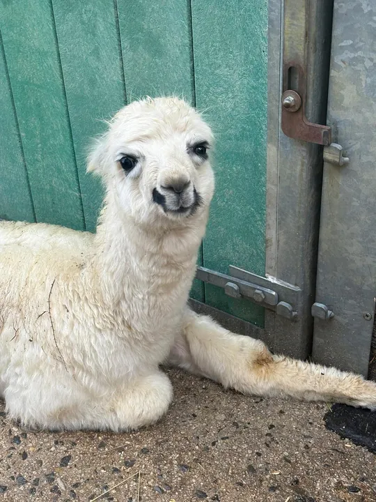 White alpaca lying down