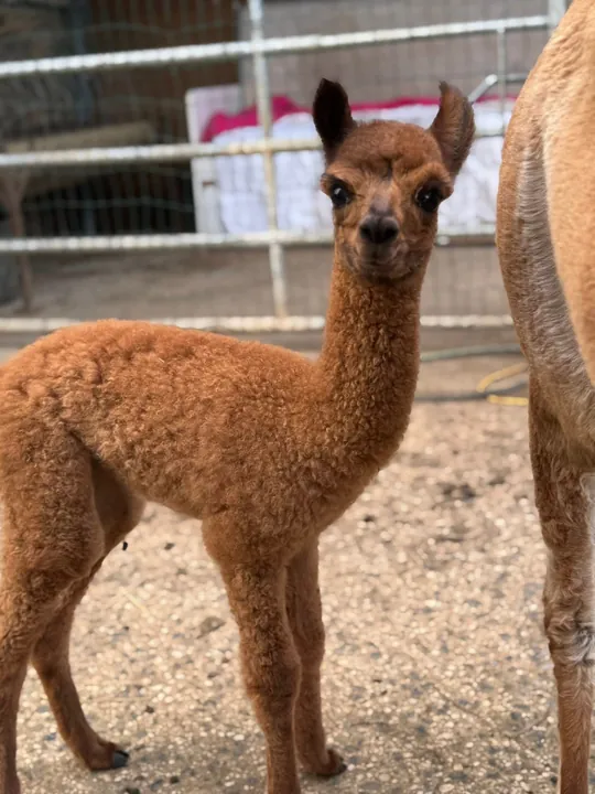 Red baby alpaca