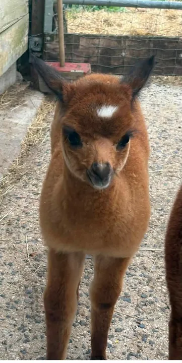 Brown baby alpaca