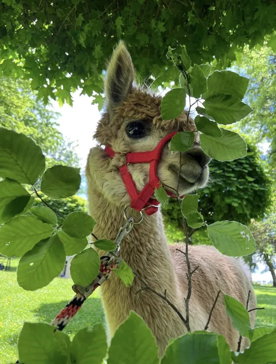 Alpaca among the leaves