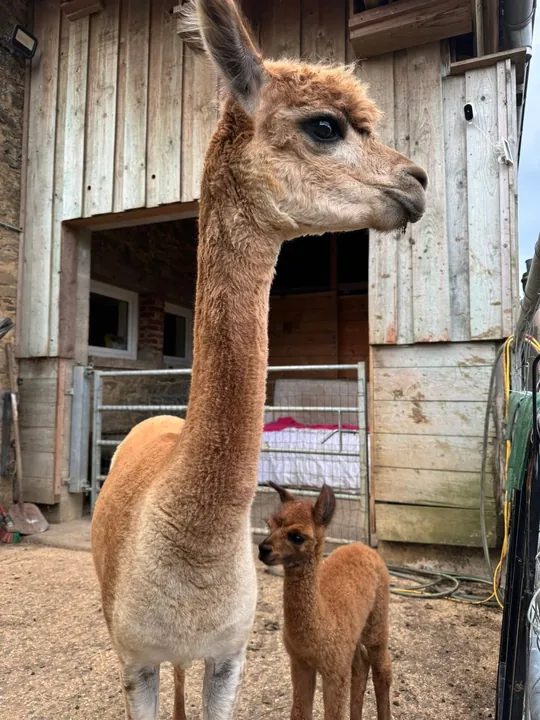 Alpacas in front of the barn
