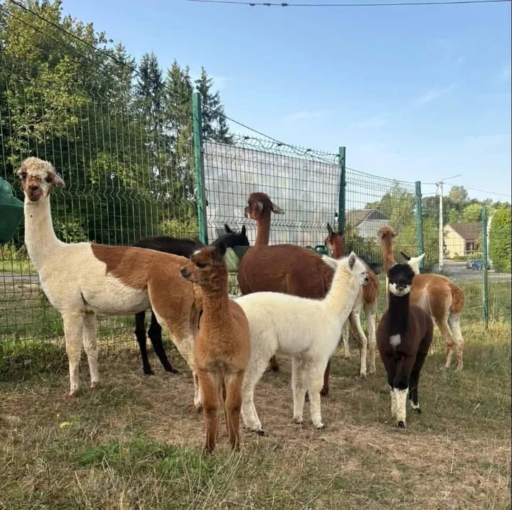 Group of alpacas at the estate