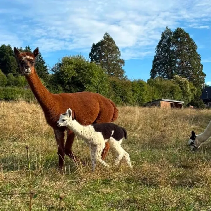 Maman alpaga et son petit dans le pré