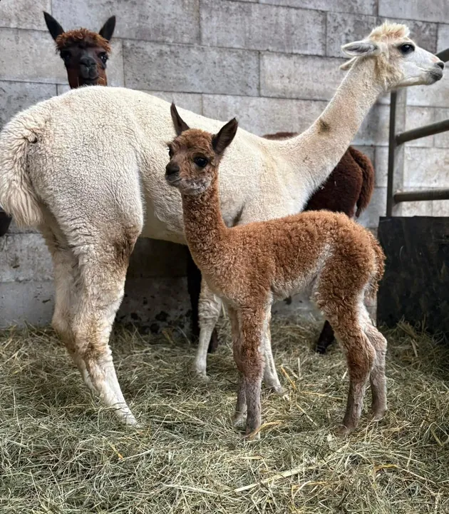 Mother alpaca and baby on straw
