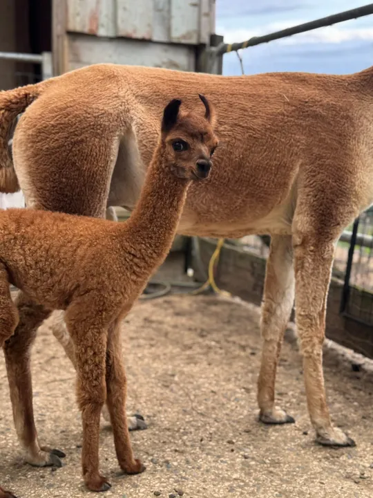 Little alpaca next to its mother