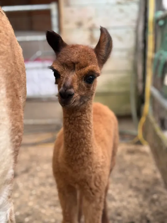 Baby alpaca looking at the camera