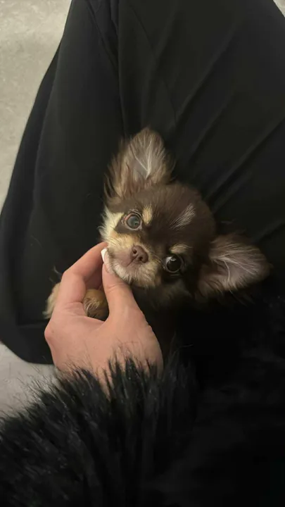 Schokobrauner Chihuahua-Welpe
