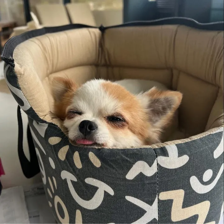 Chihuahua in seinem Körbchen