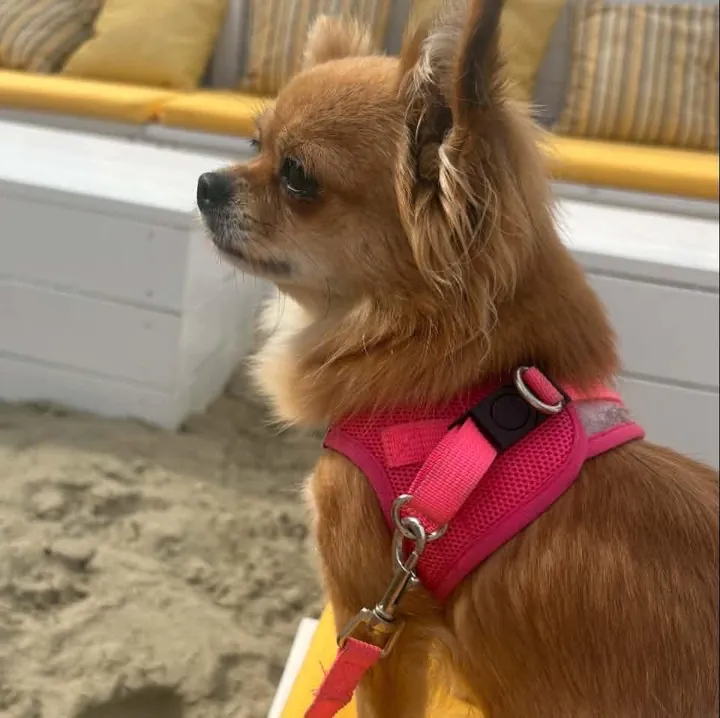 Chihuahua à poil long