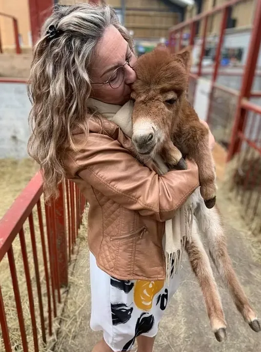 Cuddling a miniature Shetland foal
