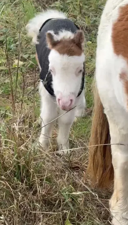 The miniature Shetland foal in the meadow