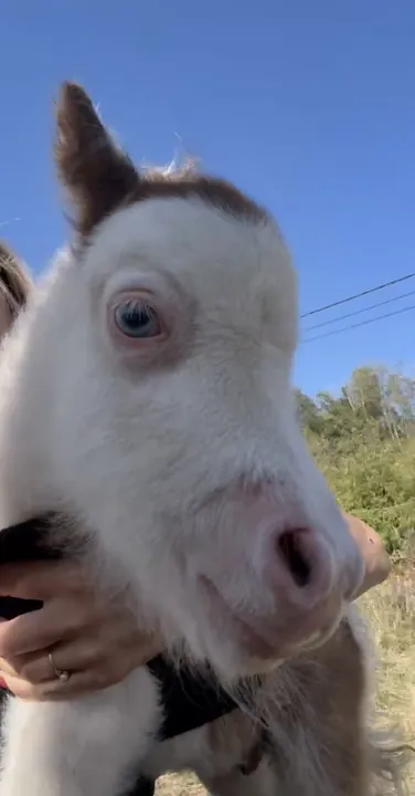 The little piebald colt with blue eyes