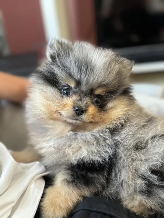 Blue merle Pomeranian puppy
