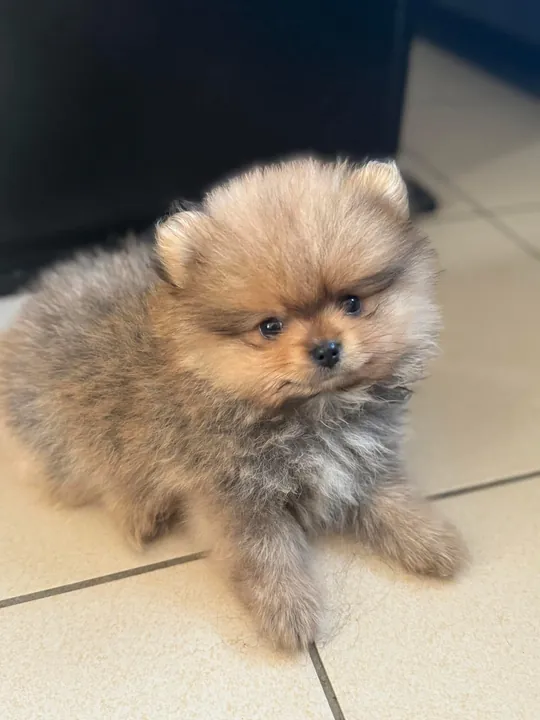 Pomeranian puppy, a real fluffball