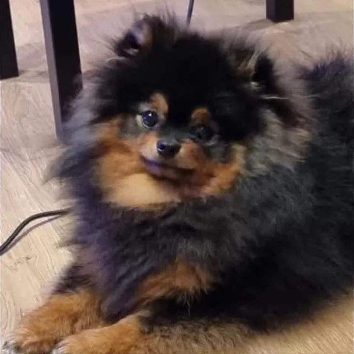 Black and tan Pomeranian puppy
