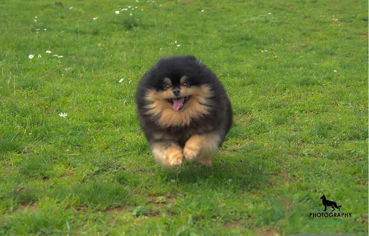 Spitz nain qui court dans l'herbe