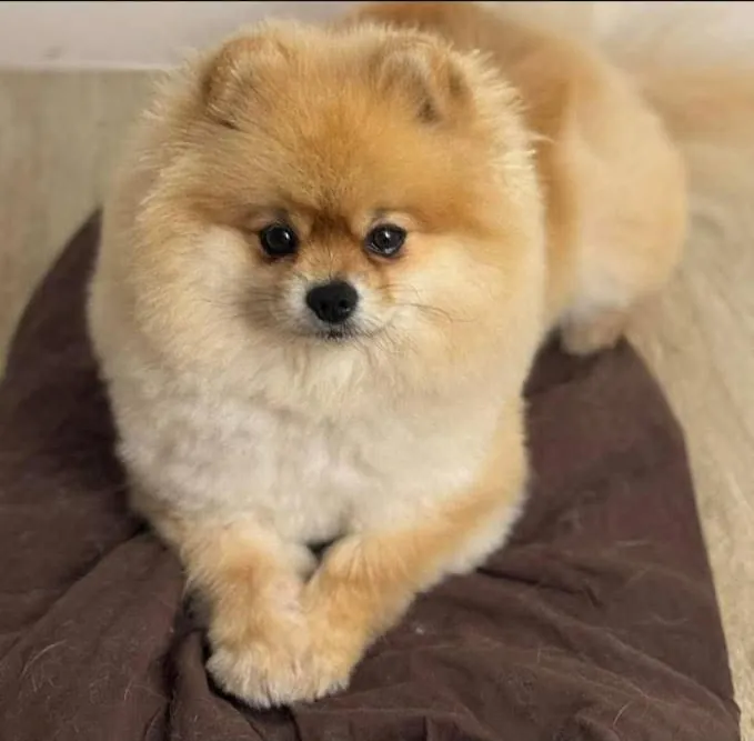 Cream Pomeranian on a cushion