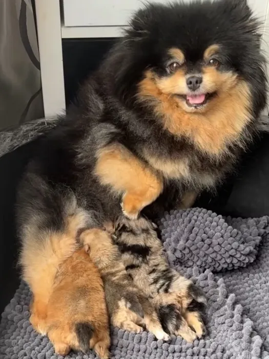 Pomeranian mother with her puppies