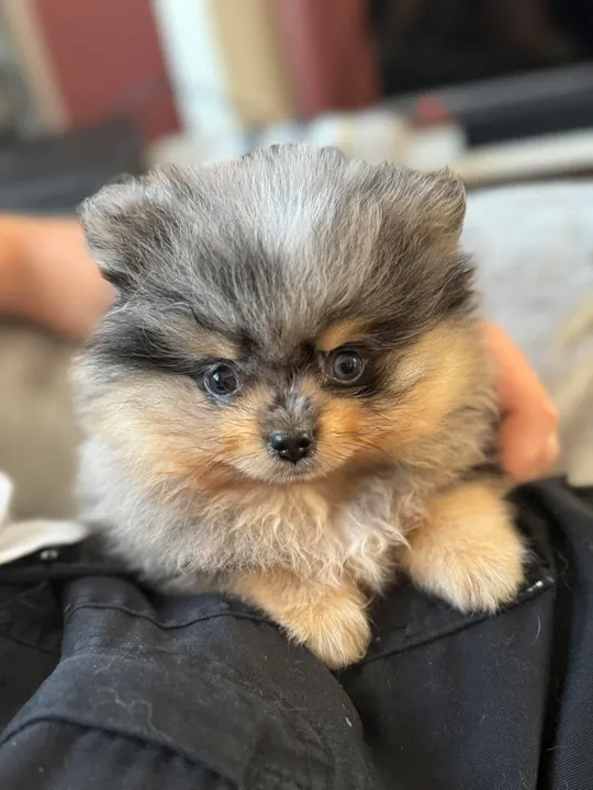 Merle Pomeranian puppy