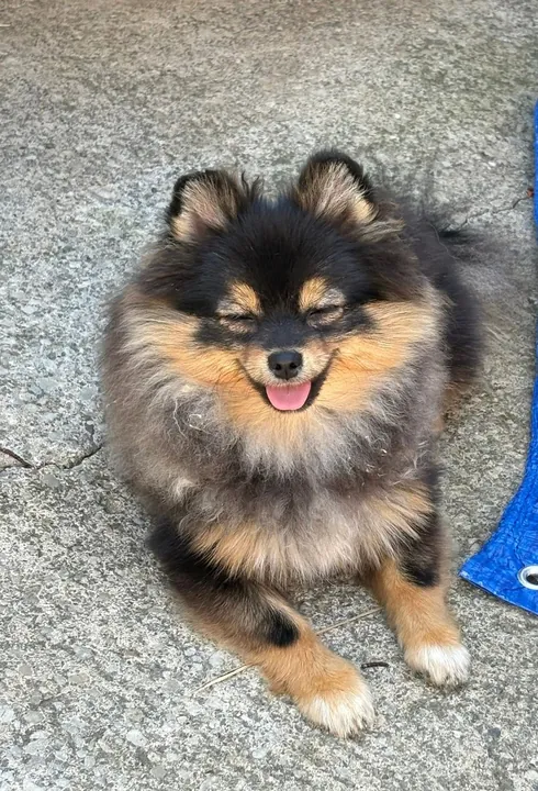 Black and tan Pomeranian