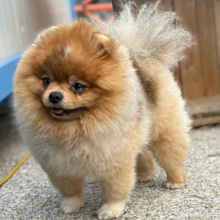Spitz nain orange