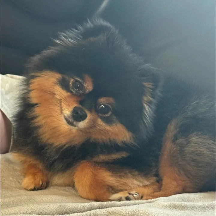 Black and tan Pomeranian on a blanket