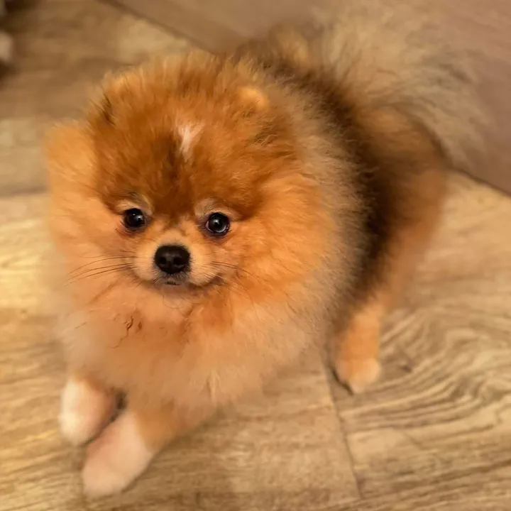 Red Pomeranian
