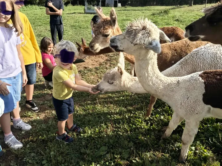 Kinder füttern die Alpakas